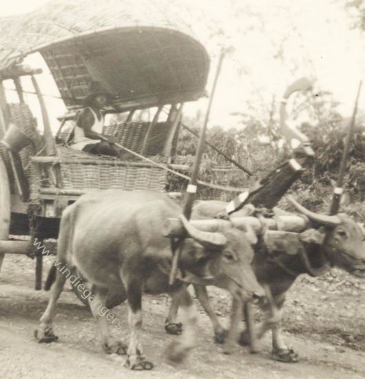 49 Grobak ossenwagen